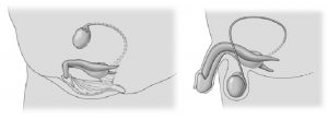 Clítoris interno - Wikipedia