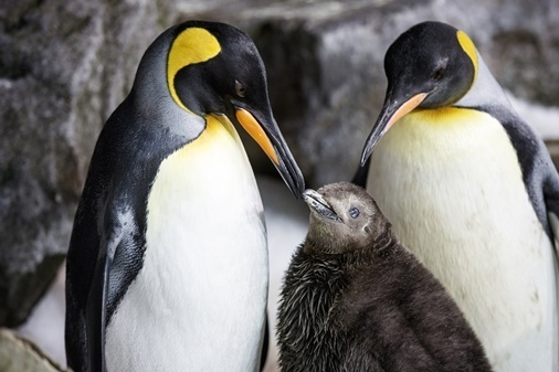 thelma-y-louise-pinguinas-lesbianas